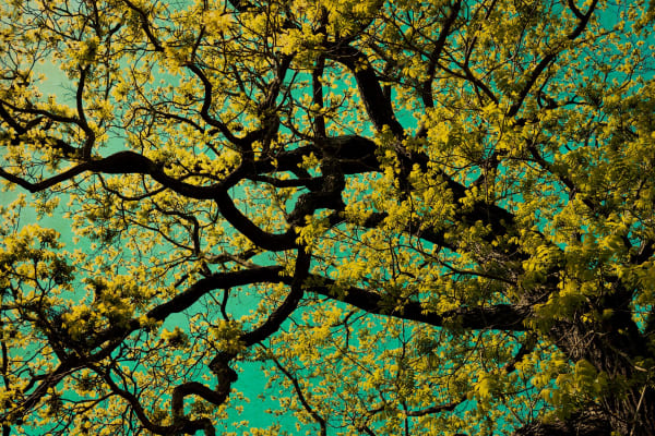 Albarrán Cabrera, The Mouth of Krishna #856, 2019