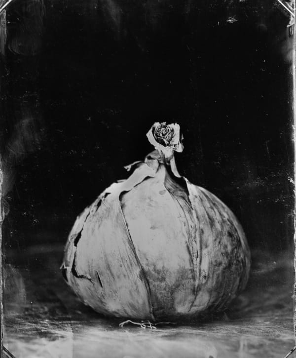 Steffen Diemer, Zwiebel, WVZ 928, 2023