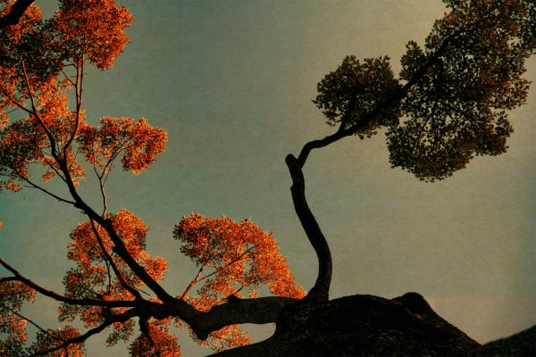 Albarrán Cabrera, The Mouth of Krishna, #503, Japan, 2016