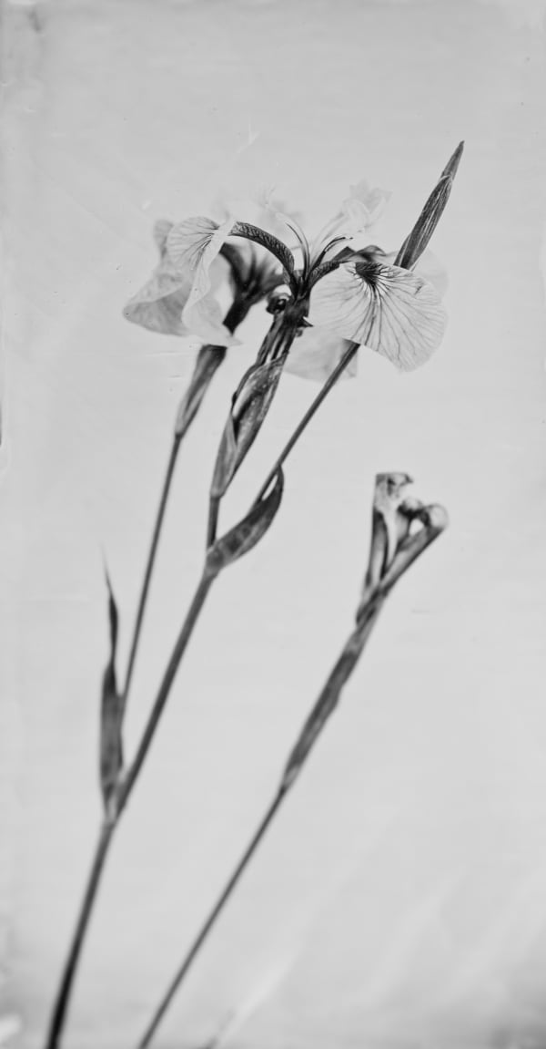 Steffen Diemer, Wasserlilie, WVZ 669, 2021