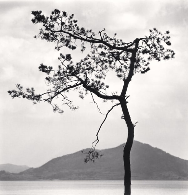 Michael Kenna, Particular Pine, Jeonil-ri, Jeollanam-do, South Korea, 2018
