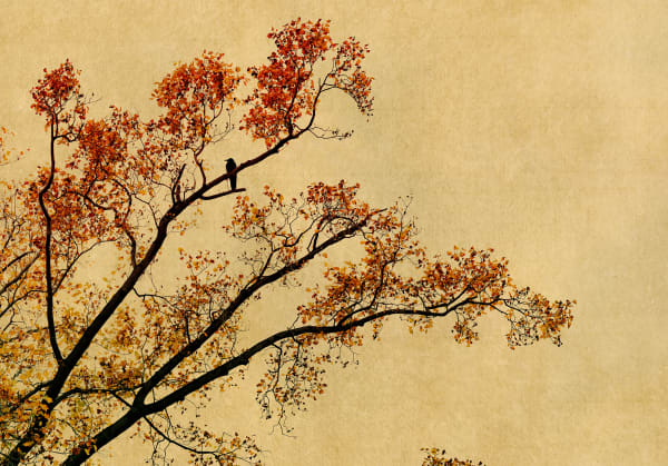 Albarrán Cabrera, The Mouth of Krishna, #762, 2019