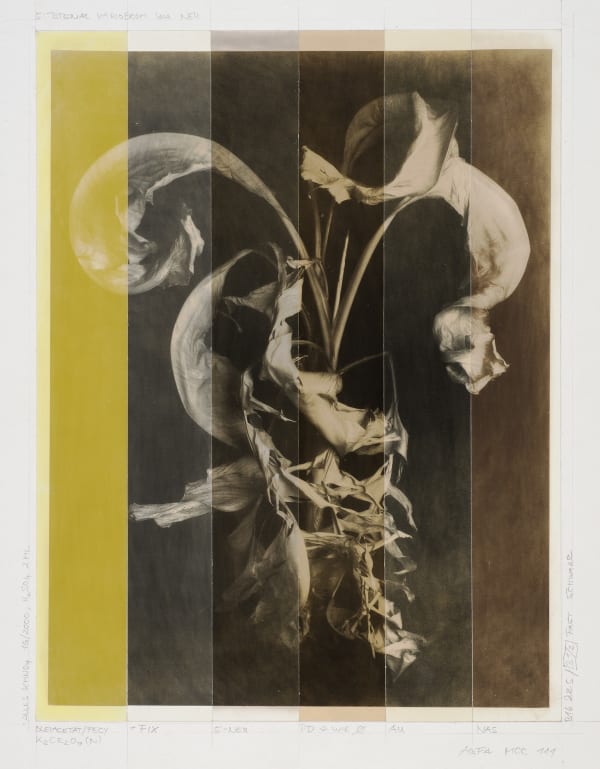 Ulrich Schmitt, Banane-01-T-Manganum, 2017/2019