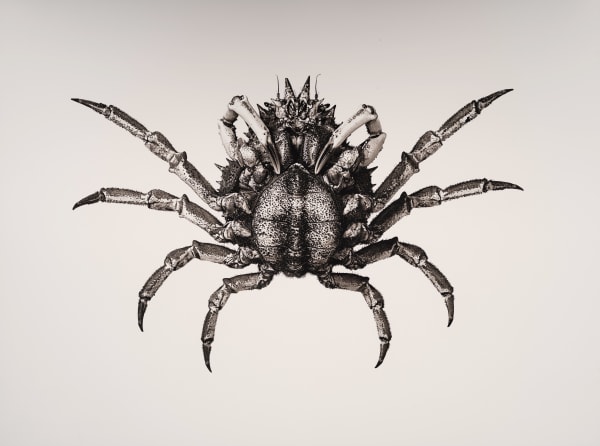 Jan C. Schlegel, Carcinus Maenas, 2019
