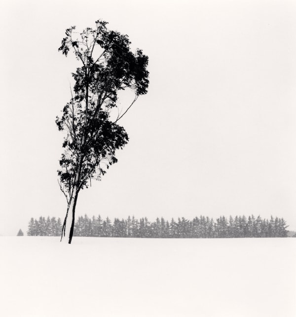 Michael Kenna, Leaning Eucalyptus, Methven, Canterbury, New Zealand, 2013