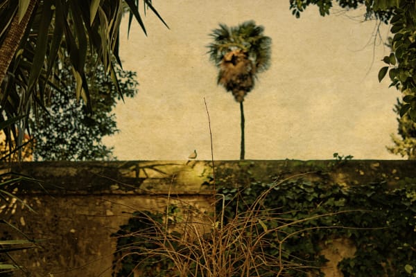 Albarrán Cabrera, The Mouth of Krishna, #159, 2013