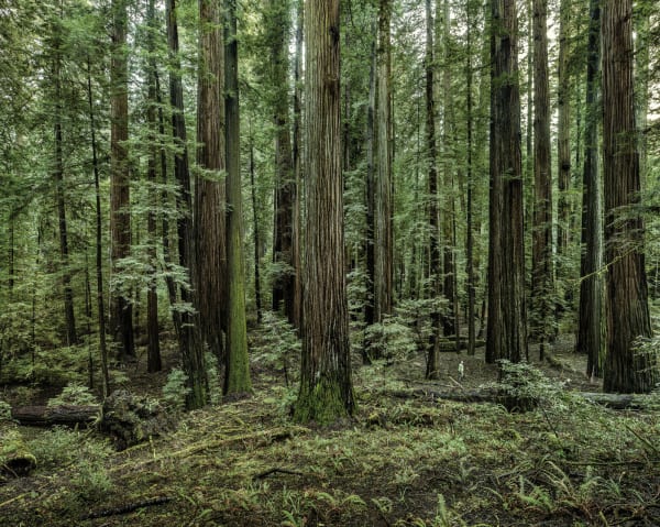 Olaf Otto Becker, REDWOODS 02, CALIFORNIA, 2009