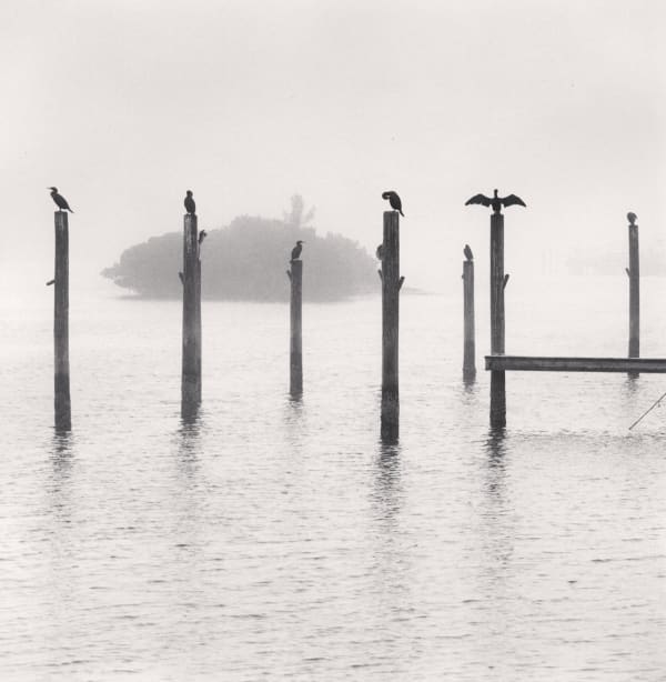 Michael Kenna, Seven Cormorants, Florida, USA, 2004