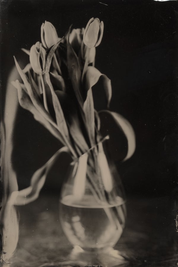 Steffen Diemer, Tulpen, WVZ 379, 2018