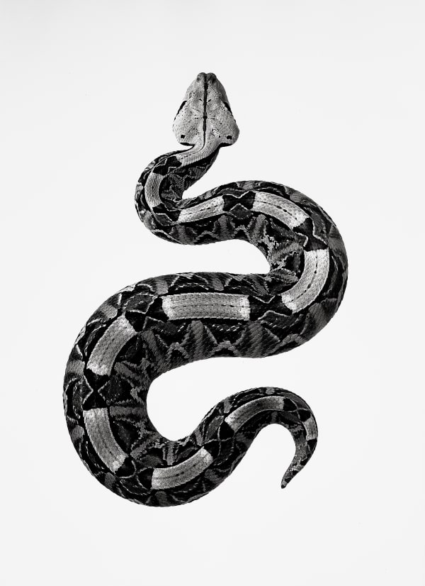 Jan C. Schlegel, Bitis Rhinoceros, 2021