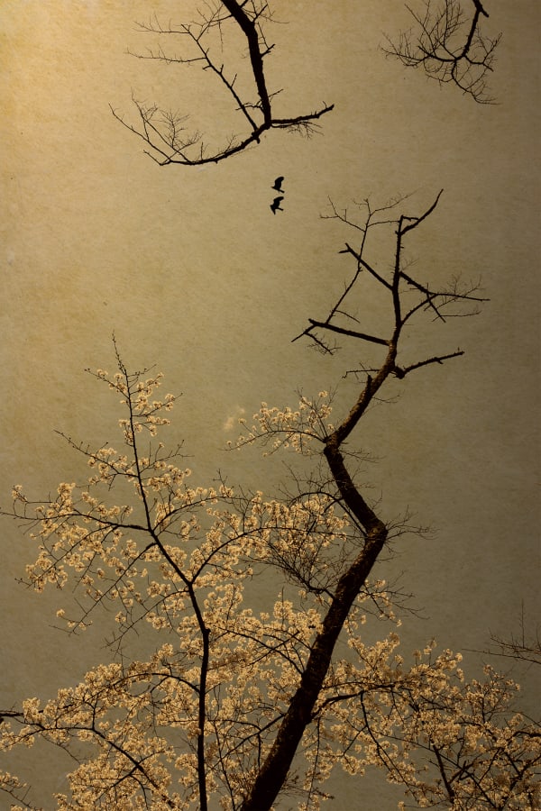 Albarrán Cabrera, The Mouth of Krishna, #775, 2018
