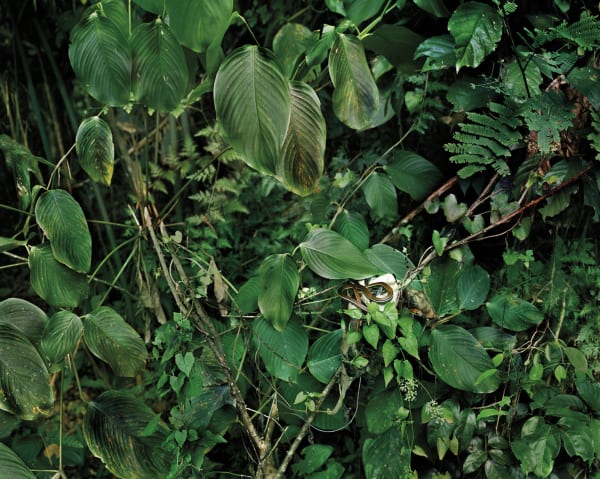 Olaf Otto Becker, PRIMARY FOREST 17, DENDRELAPHIS CAUDOLINEATUS, MALAYSIA, 2013