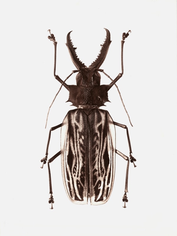 Jan C. Schlegel, Macrodontia Cervicornis (Peru), 2017