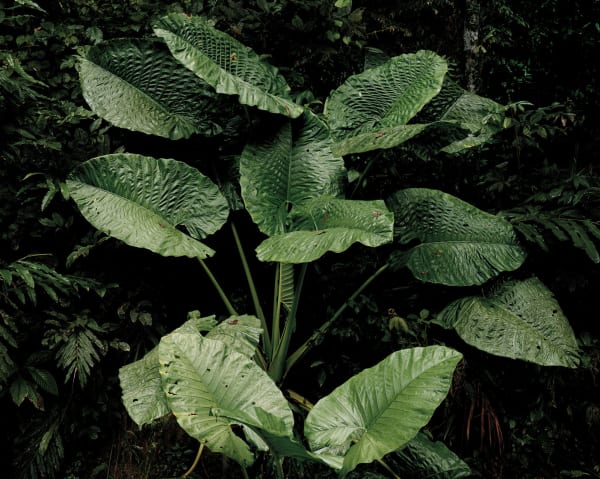 Olaf Otto Becker, PRIMARY FOREST 19, TARO, MALAYSIA, 2012