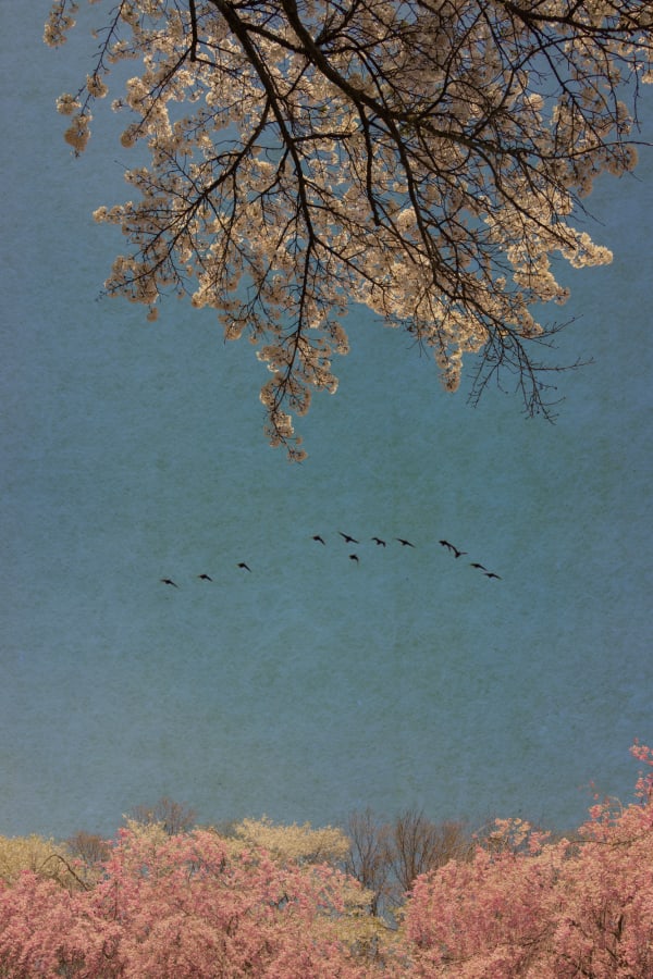 Albarrán Cabrera, The Mouth of Krishna, #789, 2018