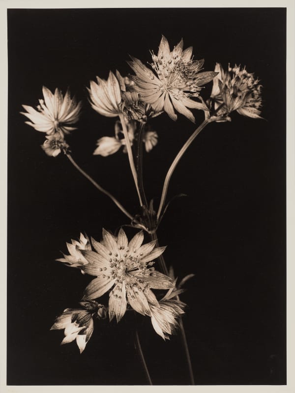 Ulrich Schmitt, Astrantien-43-Aurum, 2017