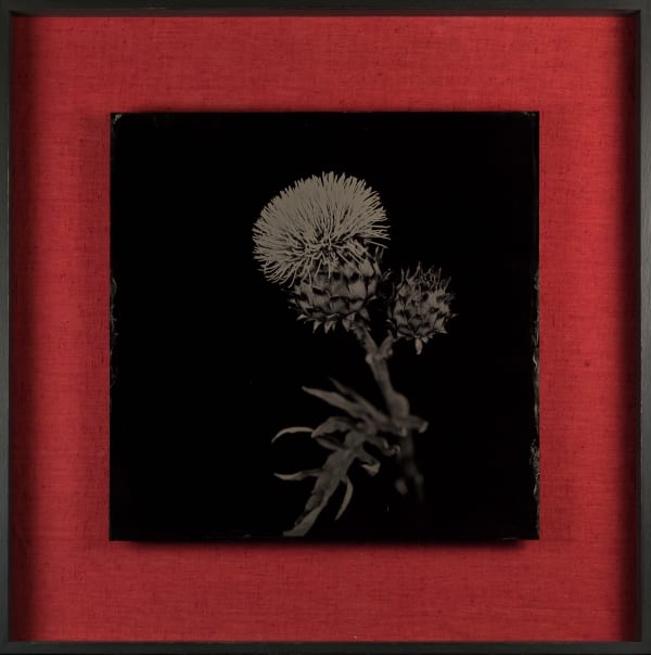 Steffen Diemer, Distel, WVZ 904, 2023