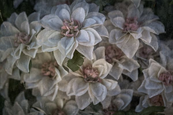 Christopher Thomas, Eternity 50, 2007