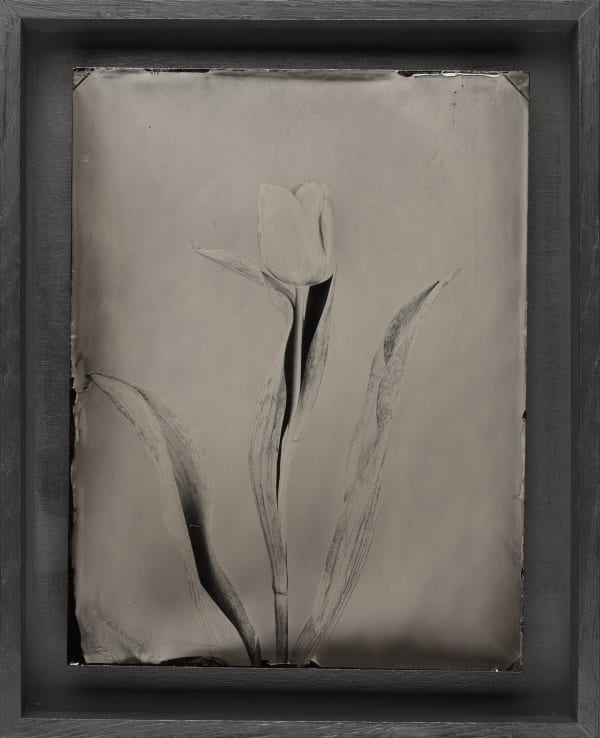 Steffen Diemer, Tulpe, WVZ 434, 2020