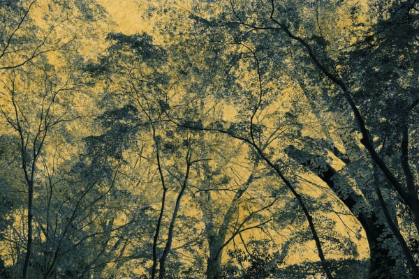 Albarrán Cabrera, The Mouth of Krishna, #34720, 2018