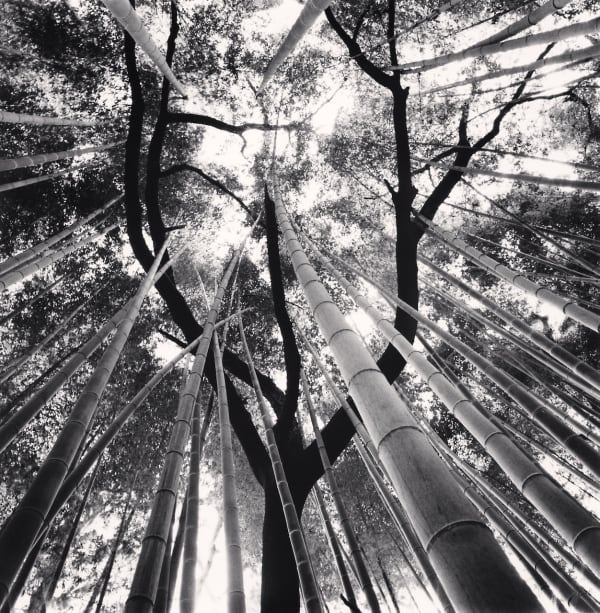 Michael Kenna, Bamboo and Pine Tree, Gochang, Jeollabuk-do, South Korea, 2024