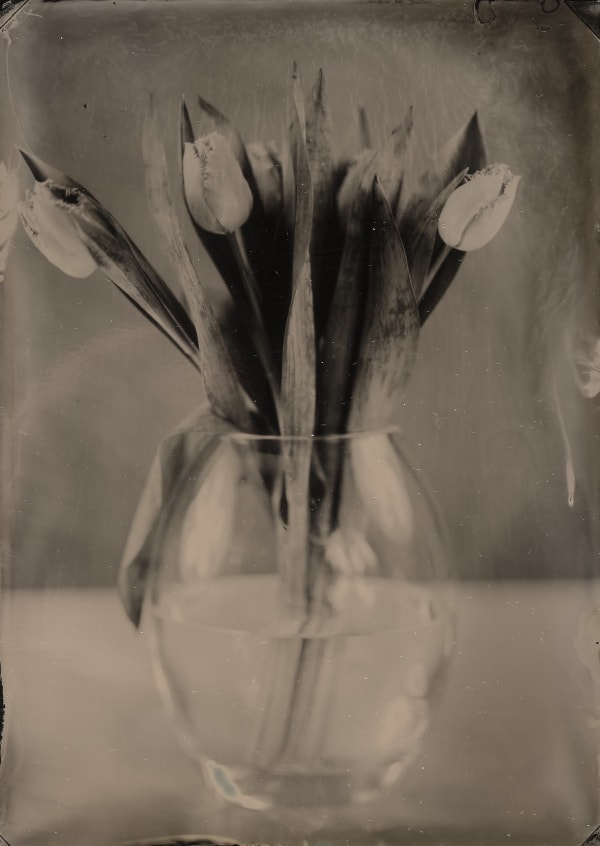 Steffen Diemer, Tulpen, WVZ 369, 2017