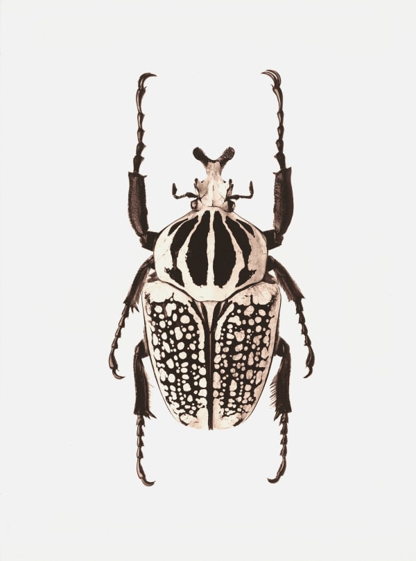 Jan C. Schlegel, Goliathus Orientalis (Nigeria), 2017