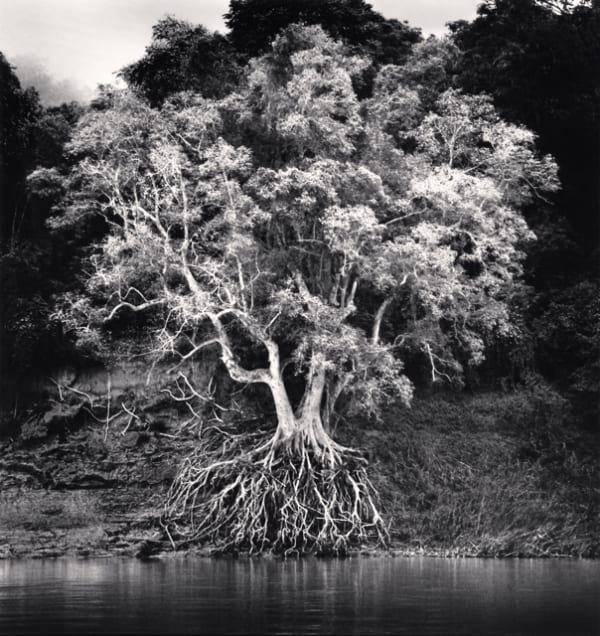 Michael Kenna, Kokdua Tree and Exposed Roots, Mekong River, Luang Prabang, Laos, 2015