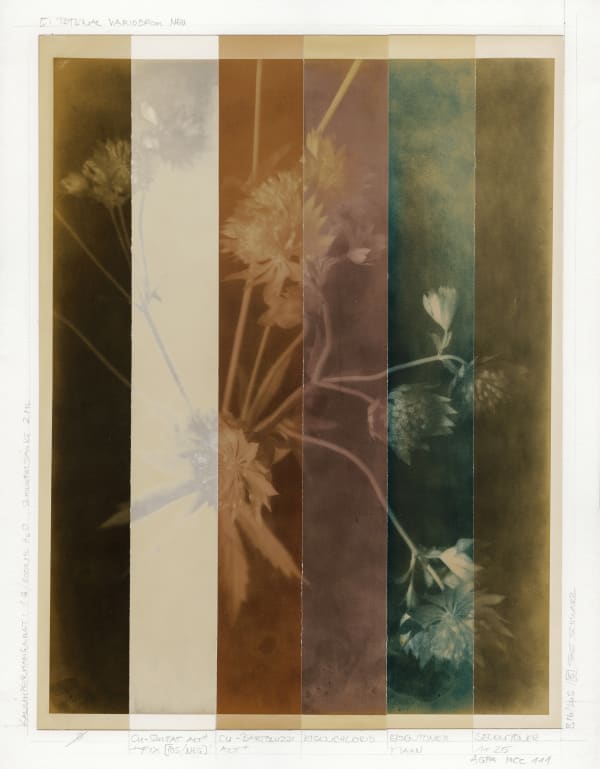 Ulrich Schmitt, Astrantien-44-T-Manganum, 2007/2019