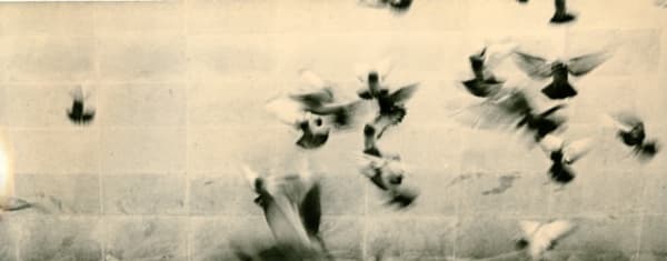 Miho Kajioka, BK0154, 2014