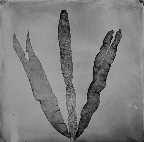 Steffen Diemer, Alge, WVZ 947, 947