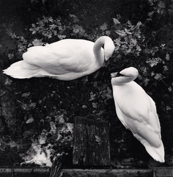 Michael Kenna, Engaging Swans, Château d´Azay-le-Rideau, France, 1980