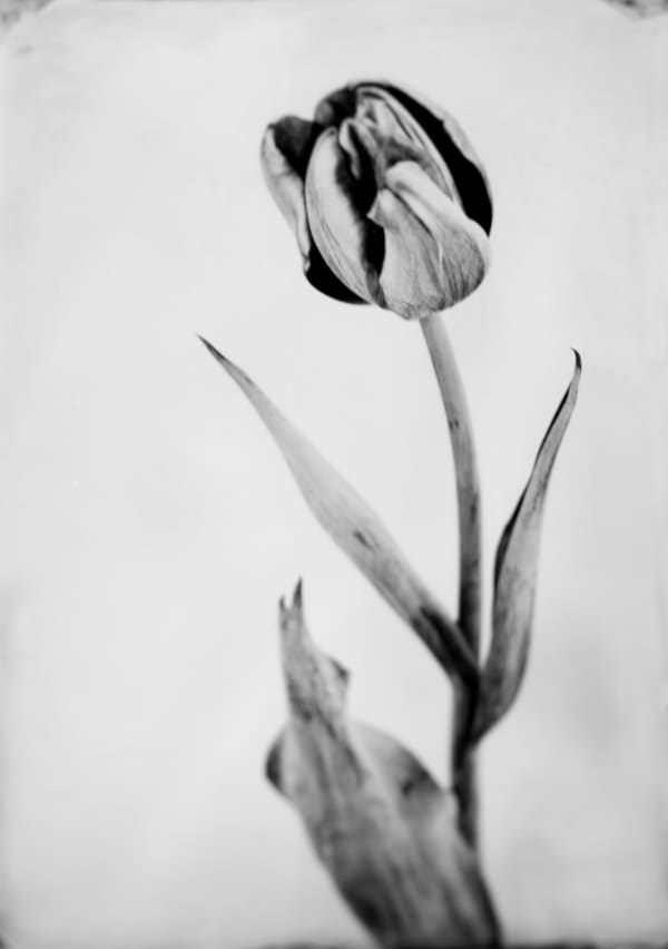 Steffen Diemer, Tulpe, WVZ 765, 2022