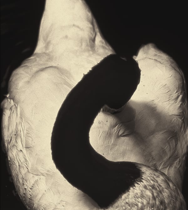 Albarrán Cabrera, The Mouth of Krishna, #99, 1999