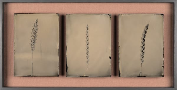 Steffen Diemer, Weizen, WVZ 219, 2017