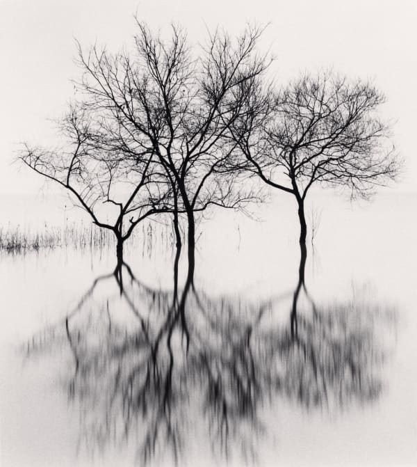 Michael Kenna, Contented Trees, Daechongho, Chungcheongbuk-do, South Korea, 2024