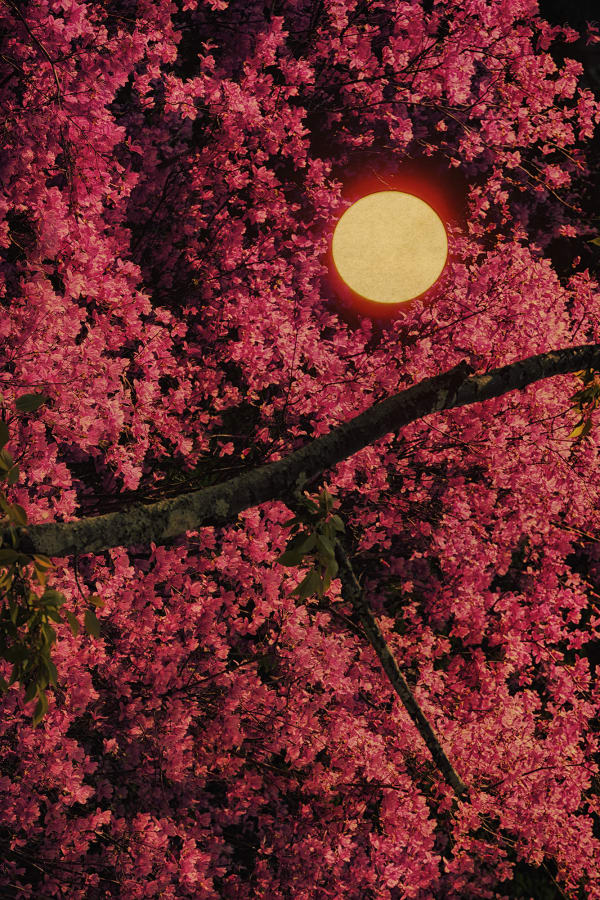 Albarrán Cabrera, The Mouth of Krishna, #773, 2018