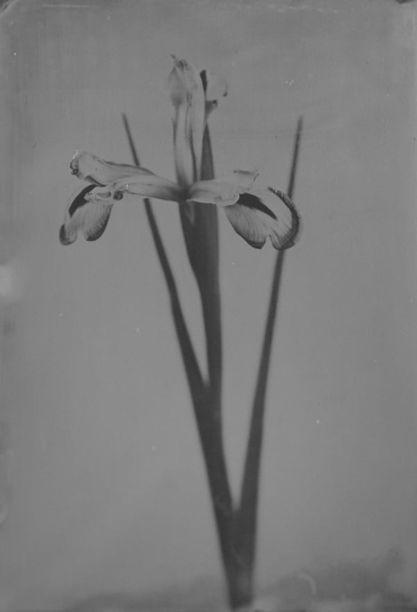 Steffen Diemer, Wasserlilie, WVZ 737, 2022