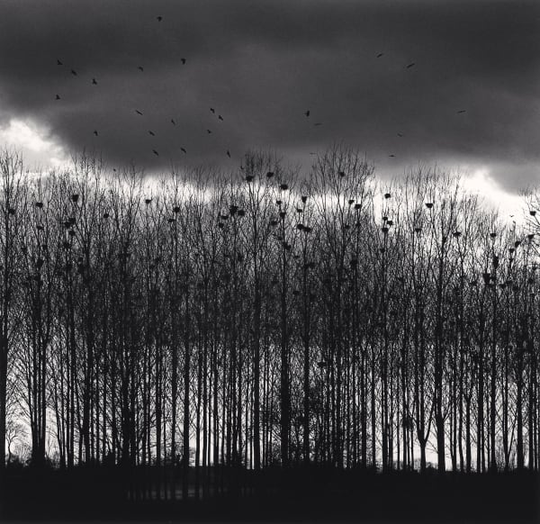 Michael Kenna, Nesting Colony, Bourgogne, France, 1997