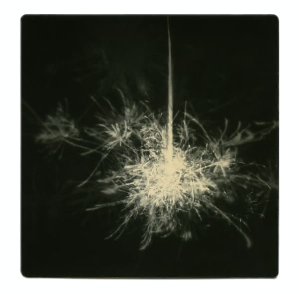 Miho Kajioka, BK0406, 2019