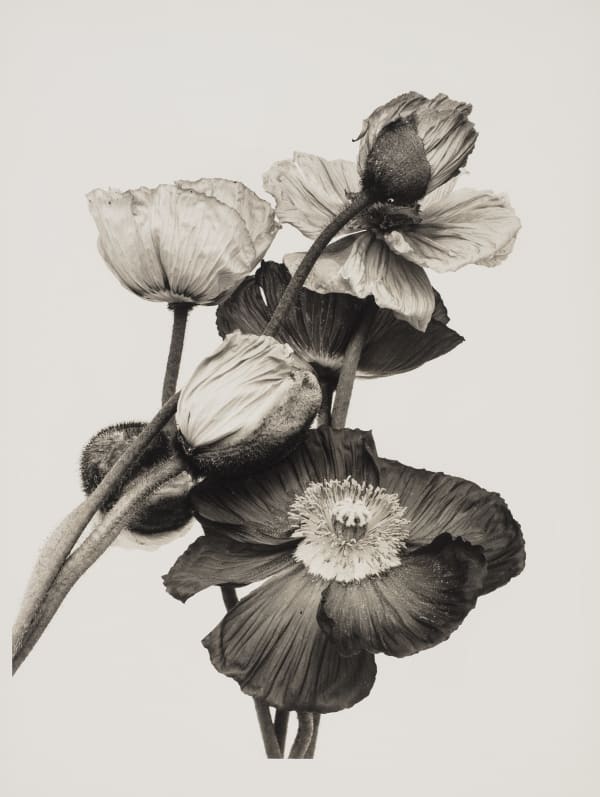 Ulrich Schmitt, Mohn-08A-Palladium, 2003/2018