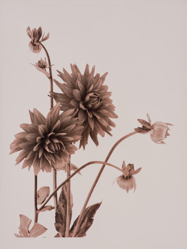 Ulrich Schmitt, Dahlien-18-Cuprum, 2017