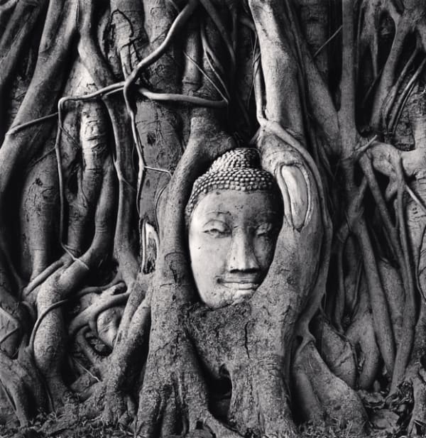 Michael Kenna, Wat Mahathat Buddha Head, Ayutthaya, Thailand, 2019