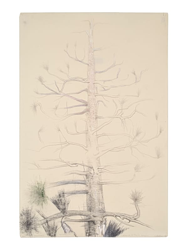 Irving Petlin, Pinus Leucodermis, Bosnian Pine, 1993