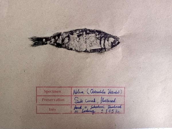 SIllyndris, The Inland Catch 4, 2025