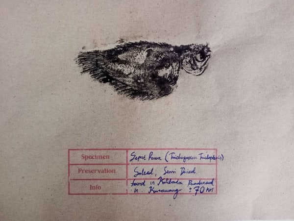 SIllyndris, The Inland Catch 2, 2025