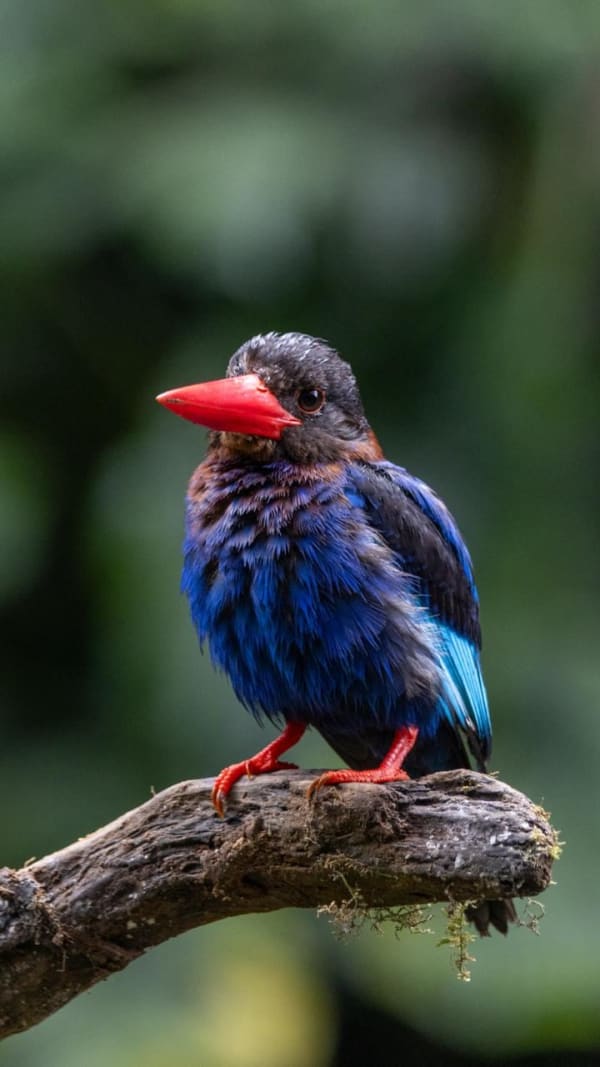 Farra Lie, Pengejaran 1, 2024