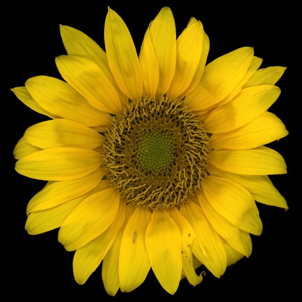 Angki Purbandono, Flower Power 09, 2018