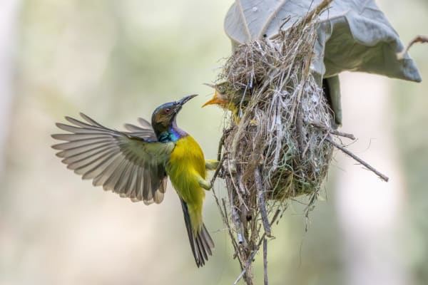 Farra Lie, Duty, 2024