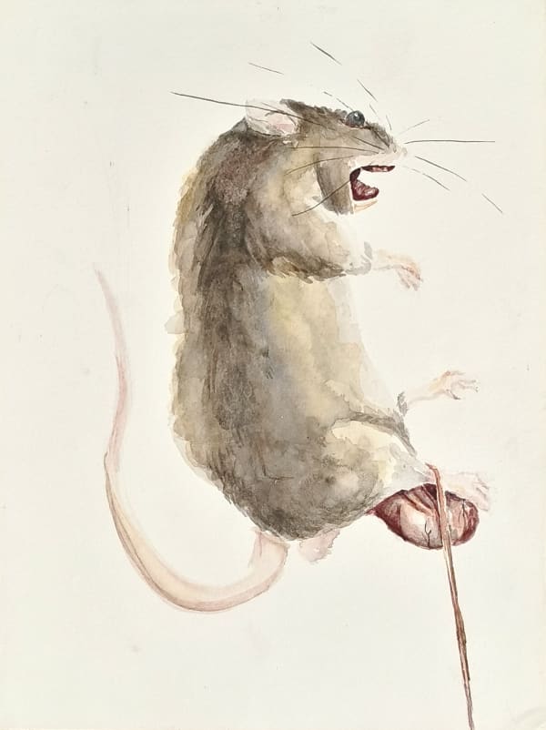 Keenan Tham, Rat Race 9, 2023